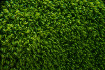 緑色の苔のクローズアップ