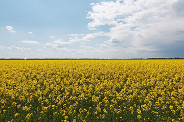 Obraz premium Flowering rapeseed in the field.