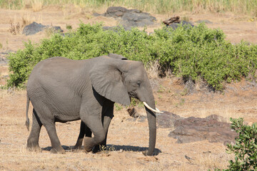 Fototapeta premium Afrikanischer Elefant / African elephant / Loxodonta africana