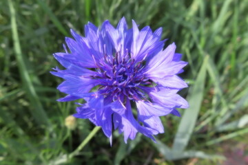 青紫の花