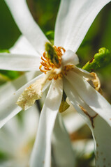 A white flower on a tree with a yellow core