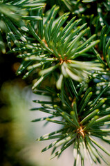 A green thorns of a Christmas tree with shadows from sunlight