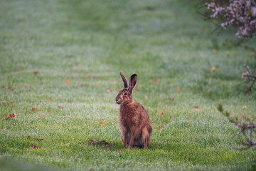 a sitting hare in the morning dew 