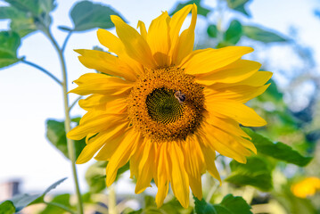 Obraz premium flower sunflower with bee sitting on it 