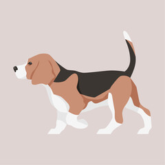 Vector flat illustration of a walking Beagle dog