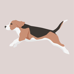 Vector flat illustration of a jumping Beagle dog
