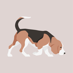 Vector flat illustration of a sniffing Beagle dog