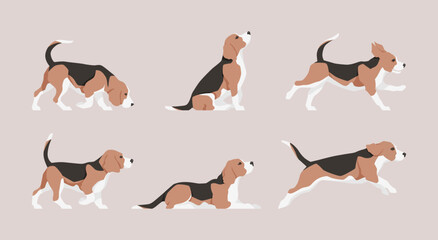 Vector flat illustration set of a Beagle dog, different poses and actions