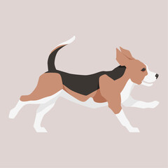Vector flat illustration of a running Beagle dog