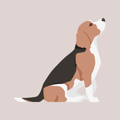Vector flat illustration of a sitting Beagle dog