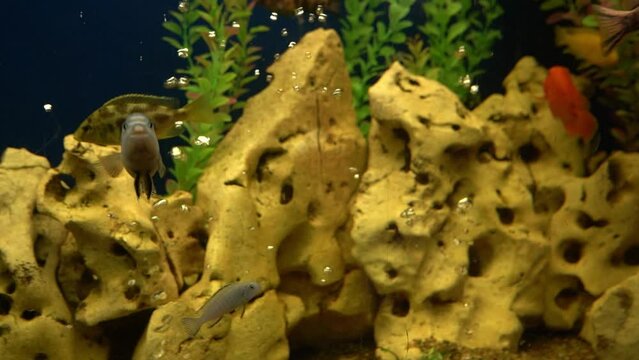 Colourfull fishes in the aquarium. Domestic fish swims. A pet. Underwater world at home.