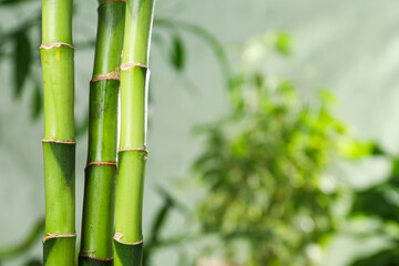 Concept of tropical and summer plant - bamboo