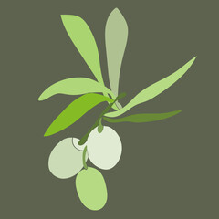 Olive pattern.Image on white and colored background.Vector.