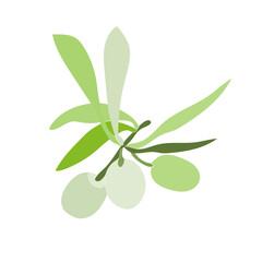 Olive pattern.Image on white and colored background.Vector.