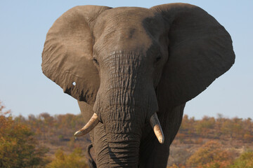 Afrikanischer Elefant / African elephant / Loxodonta africana