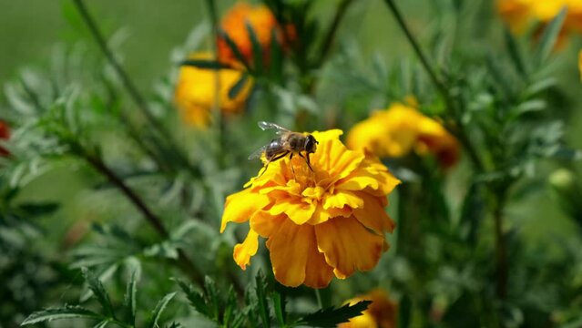 a bee feeding on a yellow carnation flower