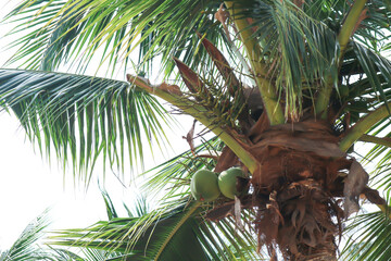 coconut tree or Cocos nucifera L  , ARECACEAE and coconut seed