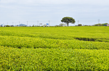 Fototapeta na wymiar Farm green tea fields in Korea