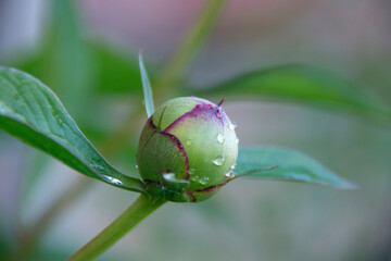 A beautiful peony bud with water drops on a blurred lilac-green background.