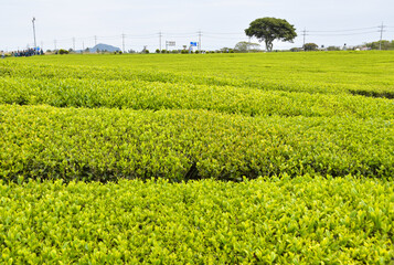 Fototapeta na wymiar Farm green tea fields in Korea