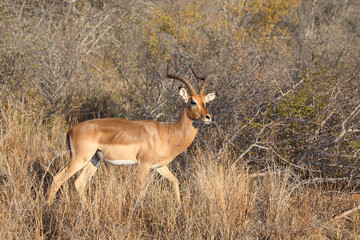Schwarzfersenantilope / Impala / Aepyceros melampus