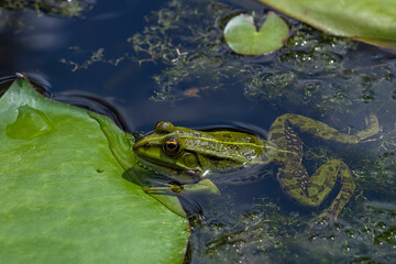 Frosch