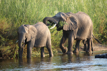 Elefanten im Olifants River/ Elephants in Olifants River /