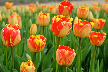 Darwin hybrid Tulip 'Banja Luka'  in flower.