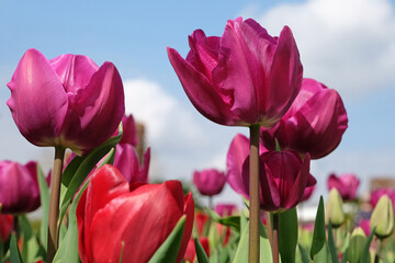 Triumph Tulip  'Negrita'  in flower.