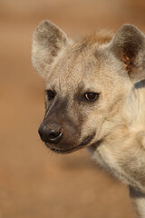 T&uuml;pfelhy&auml;ne / Spotted hyaena / Crocuta crocuta