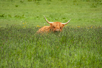 highland cow a Scottish breed of rustic cattle lying in the grass - obrazy, fototapety, plakaty