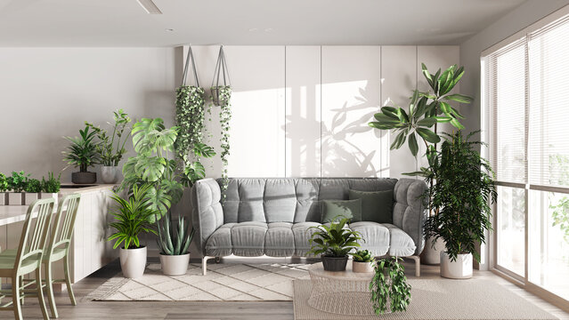 Urban jungle, kitchen and living room in white and bleached tones. Dining table, parquet floor and houseplants. Home garden interior design. Love for plants concept