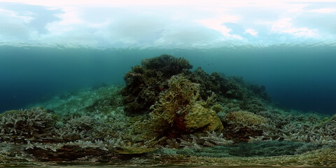 Fototapeta na wymiar Tropical fishes and coral reef underwater. Hard and soft corals, underwater landscape. Philippines. Virtual Reality 360.