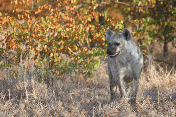 Tüpfelhyäne / Spotted hyaena / Crocuta crocuta