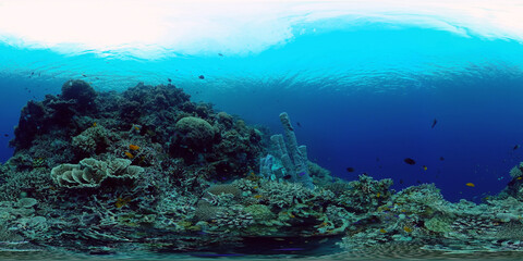 Naklejka na ściany i meble Underwater Colorful Tropical Fishes. Tropical underwater sea fishes. Philippines. Virtual Reality 360.