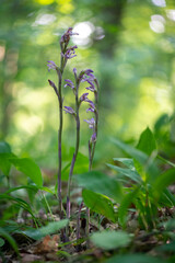 Beautiful violet orchid Violet Limodore or Violet bird's-nest orchid (Limodorum abortivum) blooming in the middle of a forest with a green background in Moravia, Czech Republic