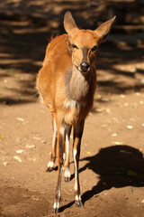 Buschbock / Bushbuck / Tregelaphus scriptus.