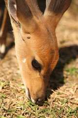 Buschbock / Bushbuck / Tregelaphus scriptus.