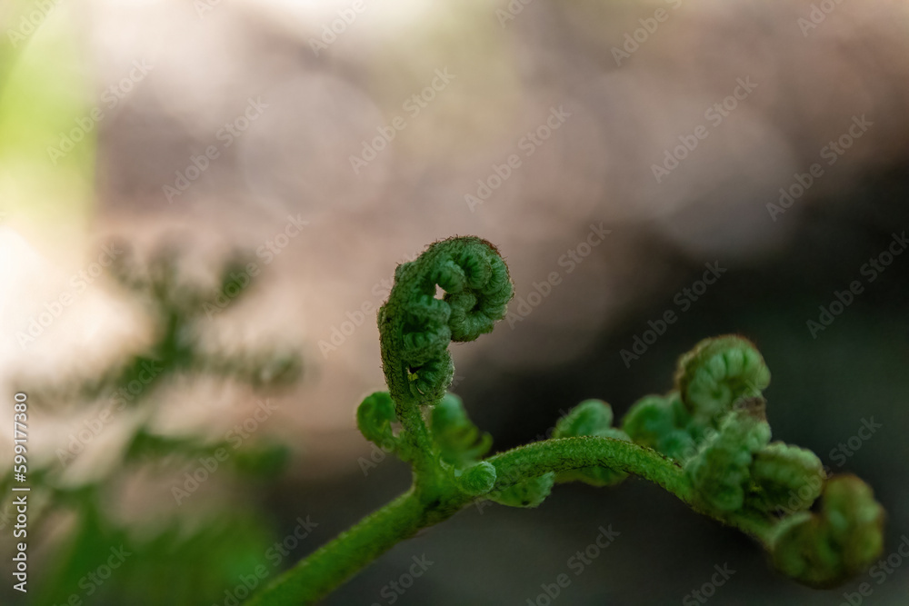 Wall mural close up of fern leaf