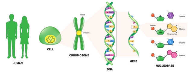 The diagram shows the structure of  human, cell, chromosome, DNA (Deoxyribonucleic Acid), Gene and Nucleobase. Vector for scientific study. Molecular biology.