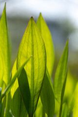 green leaves in the sun