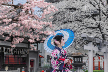 Asian woman wearing Japanese traditional kimono sitting among the cherry blossoms in spring, Kyoto, Japan. - 599177517