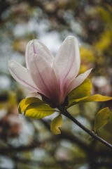 flower in the garden