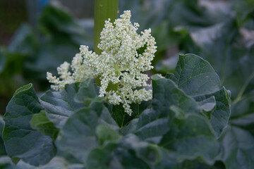 Beautiful rhubarb inflorescence and large leaves on a blurred green background.