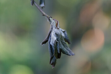 flowers on a branch