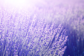 Lavender field banner. With soft light effect for floral background on horizontal web header or banner.