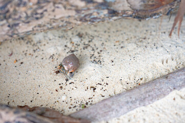 hermit crab on the sand