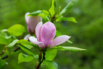 closeup magnolia tree blossom in springtime. tender pink flowers bathing in sunlight. warm april weather.