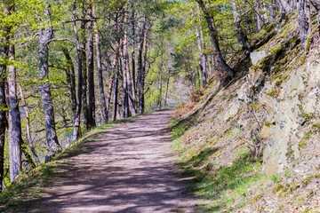 Fototapeta premium footpath in the woods