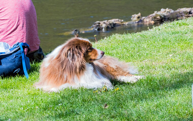 dog on the grass